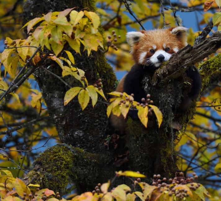 Red panda or Lesser panda (Ailurus fulgens) sitting ina tree with yellow leaves in the humid montane mixed forest, Laba He National Nature Reserve, Sichuan, China