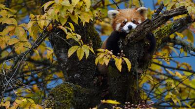 Red panda or Lesser panda, Ailurus fulgens, in the humid montane mixed forest, Laba He National Nature Reserve, Sichuan, China Red panda or Lesser panda (Ailurus fulgens) sitting ina tree with yellow leaves in the humid montane mixed forest, Laba He National Nature Reserve, Sichuan, China