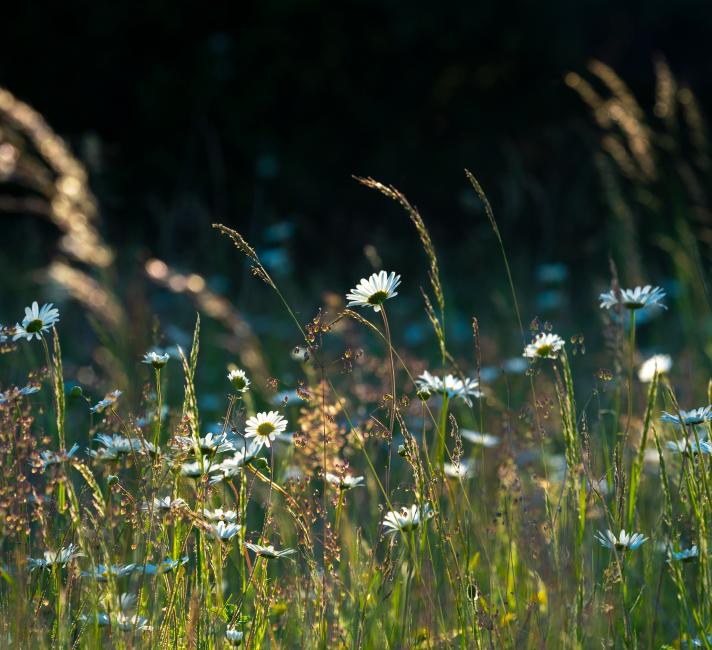 Backlit wildflower meadow in the golden light Backlit wildflower meadow in the golden light