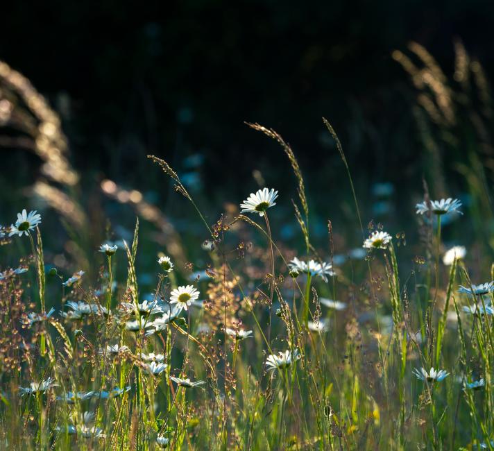 Backlit wildflower meadow in the golden light