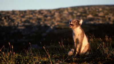 Historic images of arctic fox ( Vulpes lagopus) in Finland. Naali, napakettu, nisäkäs, Lappi, Pohjoi-Suomi, arktinen, arktis, arktinen alue An Arctic fox barking