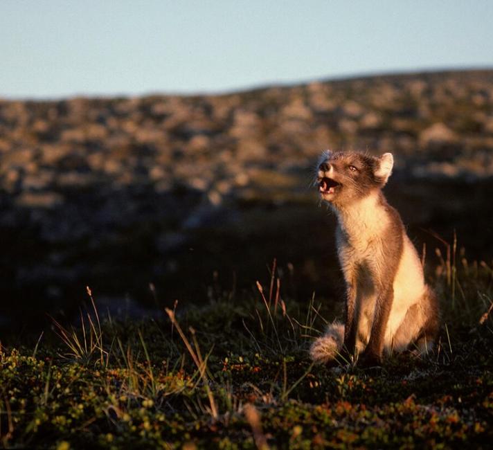 An Arctic fox barking
