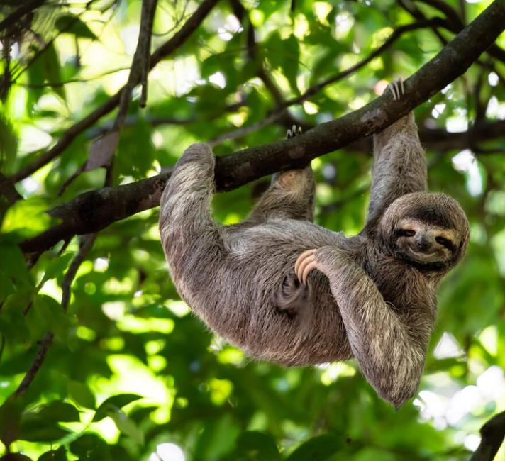 Top 10 facts about Sloths | WWF