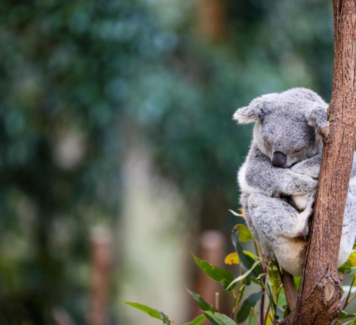 Top 10 facts about Koalas | WWF Top 10 facts about Koalas | WWF