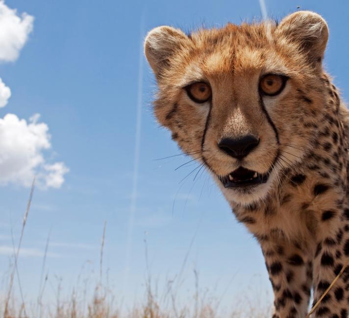 Cheetah adolescent peering curiously (Acinonyx jubatus), Maasai Mara National Reserve, Kenya.