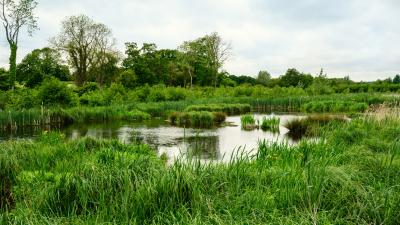 field