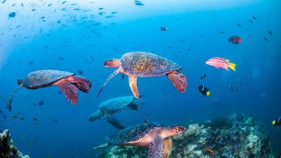 Sea turtle, Diving in Daphne Menor, Santa Cruz Island, Galapagos, Ecuador