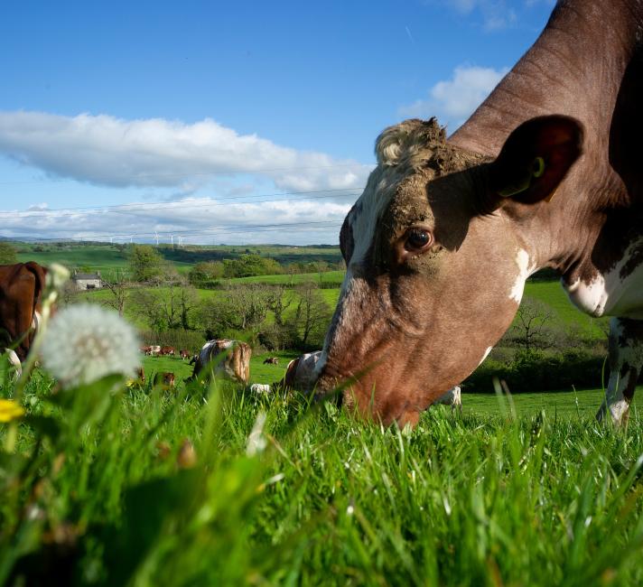 Cow eating grass