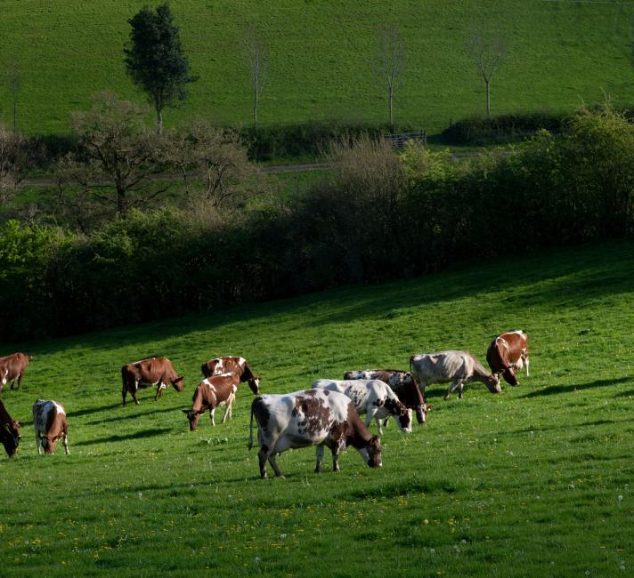 Strickley Farm in Kendal, South Cumbria, England practices regenerative dairy farming, where the cattle are fed on a pasture-based diet, soil health is promoted and habitats on the farms are enhanced and protected