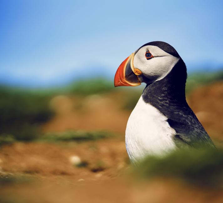 Wild Isles Puffin