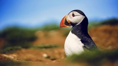 Wild Isles Puffin