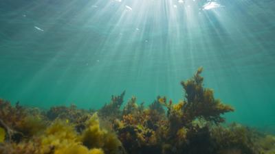 Sun rays through a shallow reef off the coast of Wales