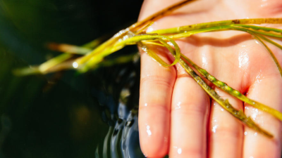 Seaweed in hand