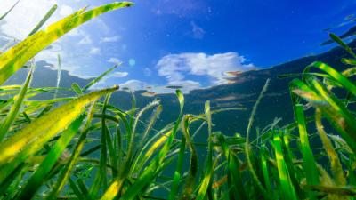 Seagrass Seagrass