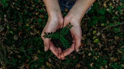 Plant in hand