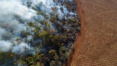 Forest burning