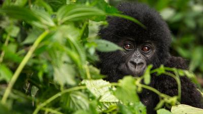 Baby Gorilla