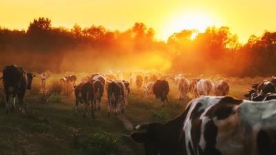 Farm at sunset