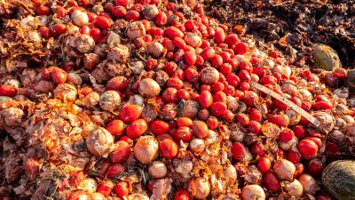 Tomato's in skip
