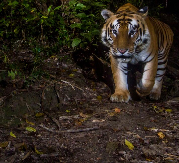 A tiger photographed with a camera trap in the Khata biological corridor, Nepal.