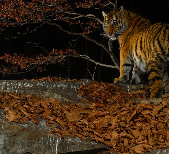 Siberian tiger (Panthera tigris altaica) at night