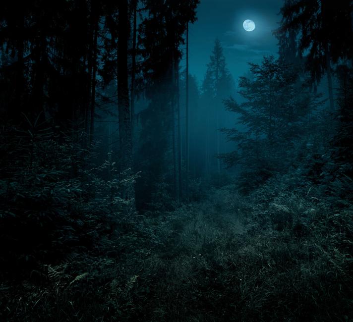 Moon through dark woods Moon through dark woods