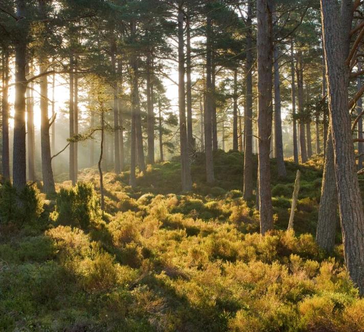 Caledonian pine wood, Abernethy Forest, Cairngorms National Park, Scotland, UK