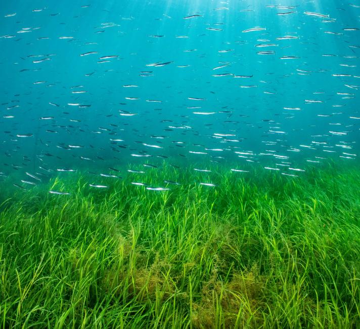 School of lesser sand eels (Ammodytes tobianus) swimming over an eelgrass (Zostera marina) seagrass meadow in shallow water. Swanage, Dorset, UK