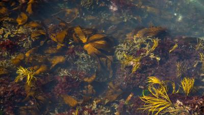 Intertidal zone in spring along the Welsh coast shows a variety of seaweeds.