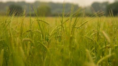 Barley crop in Norfolk, UK
