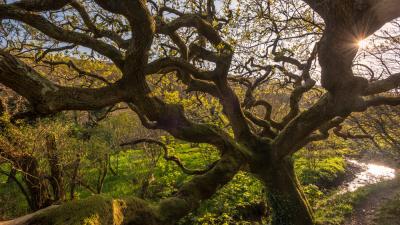 Ancient oak tree Devon UK