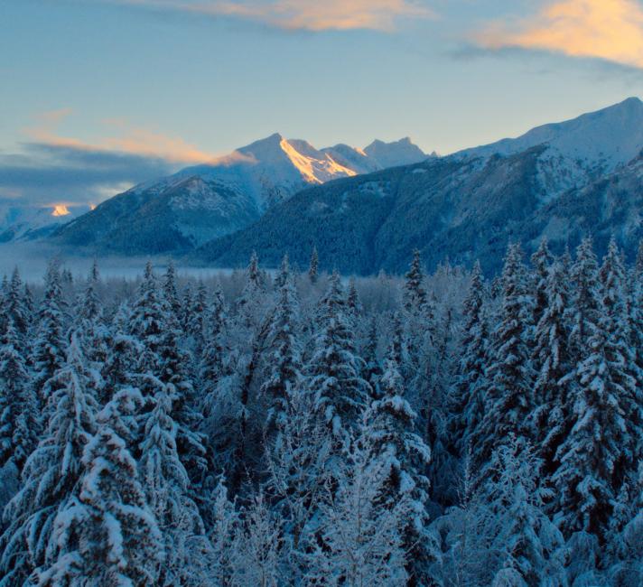 Drone aerial of the Boreal Forest in winter, Haines, Alaska, USA