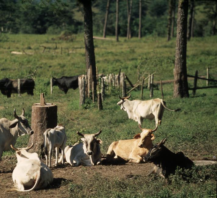 Amazon, Brazil, near the Venezuelan frontier. Tropical rainforest, deforestation. Land which has been systematically deforested and logged then given over to cattle ranching.