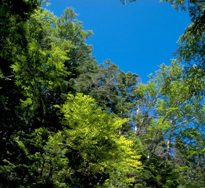 Japanese temperate forest