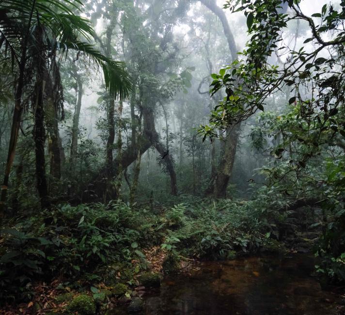 Tropical rainforest Brazil