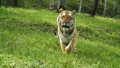 Amur tiger (Panthera tigris altaica) captured on camera traps in Suiyang, Heilongjiang Province, China.