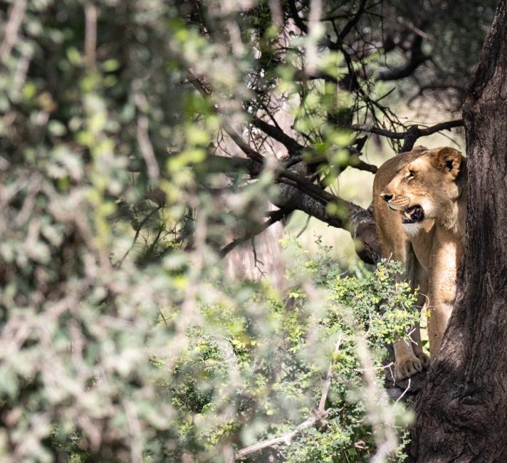 Lioness in tree