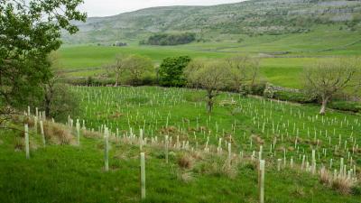 A landscape image of freshly planted tree saplings on a sloping field