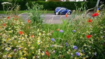 Cars drive past wildflowers, planted as part of Leicester City's 'Bee Roads' project.