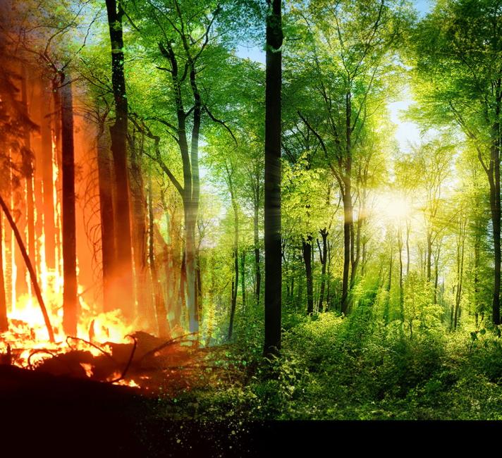 A split image, on the left is a burning fire, on the right is a lush forest with the sunlight beaming through the trees.
