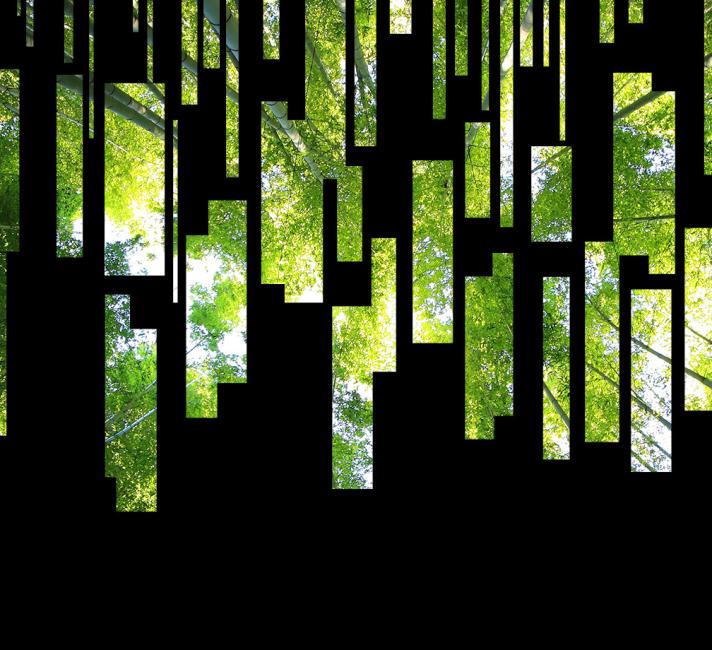 A fragmented image of trees