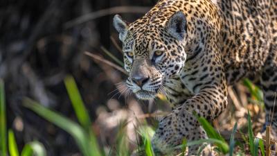 Photo of a jaguar crouching 