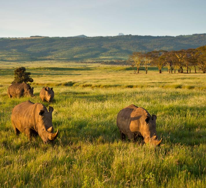 Four white rhinoceroses in grasslands in Kenya
