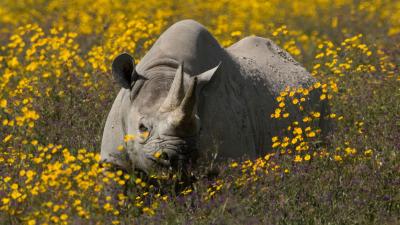 Black rhinoceros amongst yellow flowers