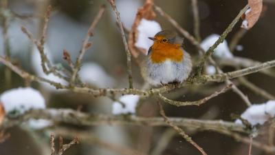 European robin on a snowy branch