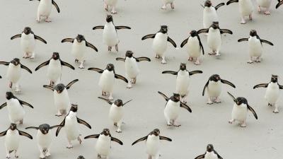Group of Rockhopper penguins (Eudyptes chrysocome) walking on beach, wings spread, Falkland Islands.