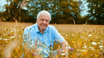 Sir David Attenborough sat in a wildflower meadow