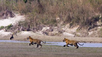 Two tiger cubs run together in Bardia National Park, Nepal