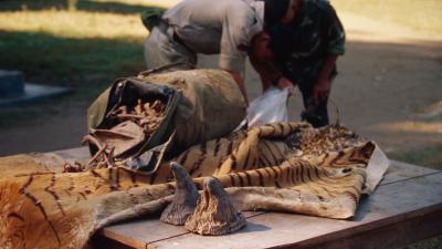 Confiscated rhinoceros horns, tiger skin and bones Chitwan National Park, Nepal