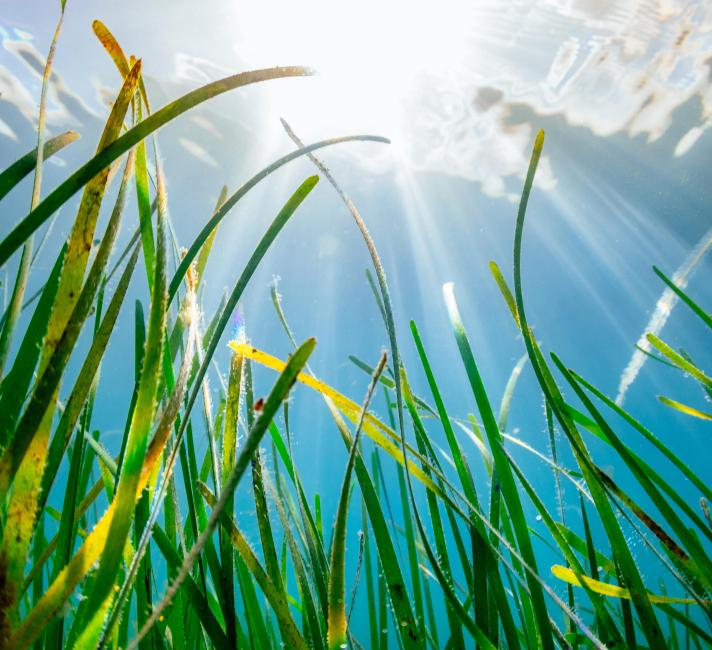 underwater image of a seagrass bed